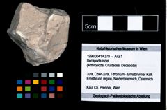 Foto (Objekt + Etikett) von Decapoda indet.  (NHMW-GEO-1990-0041-4379)